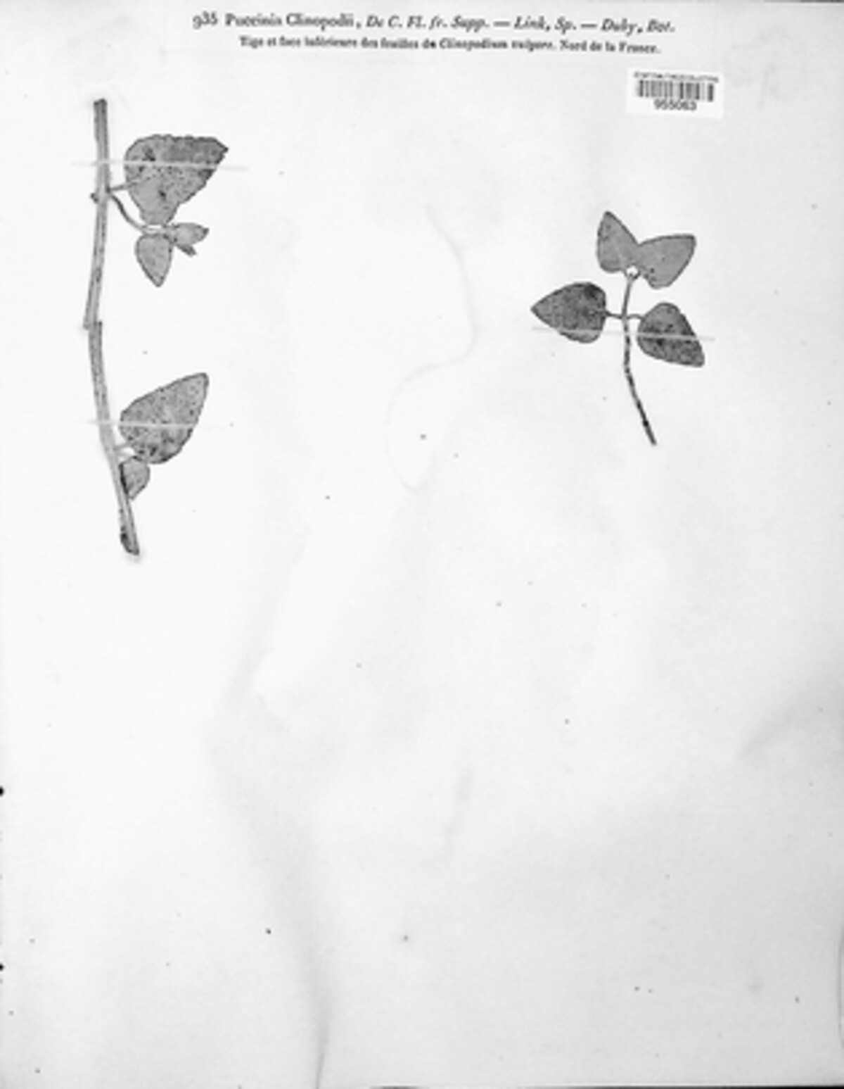 Puccinia clinopodii image